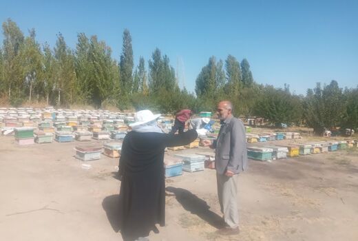 آذربایجان‌غربی رتبه نخست تولید عسل کشور/ سرشماری زنبورستان‌ها تا ۱۷ مهر ادامه دارد