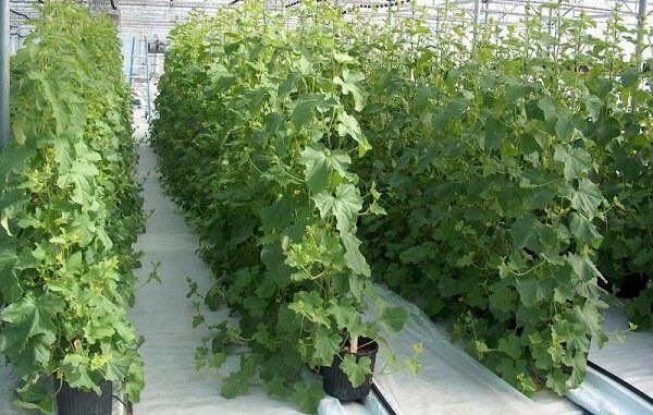 افزایش سطح زیر کشت محصولات گلخانهای در ابرکوه