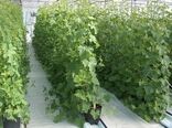 افزایش سطح زیر کشت محصولات گلخانه‌ای در ابرکوه