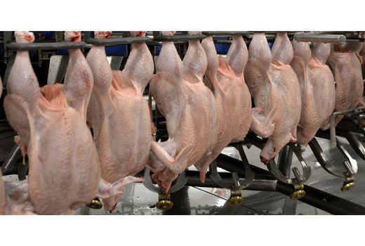 توزیع روزانه 40 تن مرغ گرم در ساری