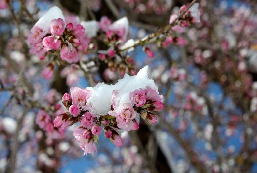 افت ۴۰ درصدی محصول در باغات سرمازده کیار