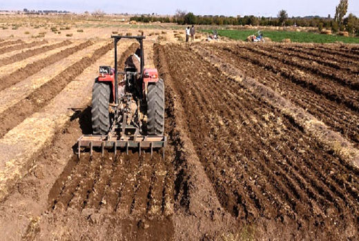 کشت گندم در131 هزار هکتار از اراضی کشاورزی استان قزوین