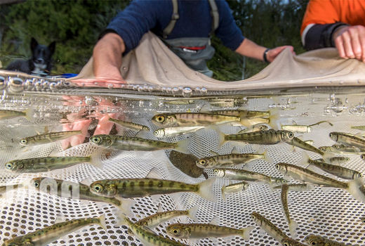 حفاظت از گونه‌های ماهی بومی در ایالت واشنگتن 