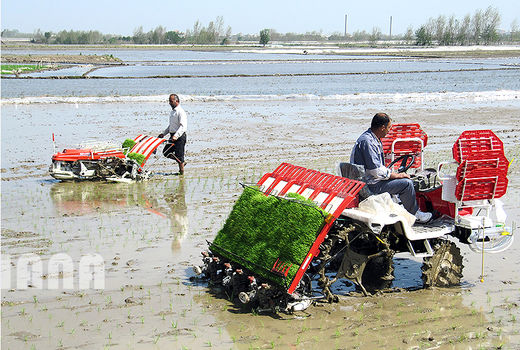 حمایت وزارت جهاد کشاورزی از کشت برنج در استان‌های مازندران و گیلان