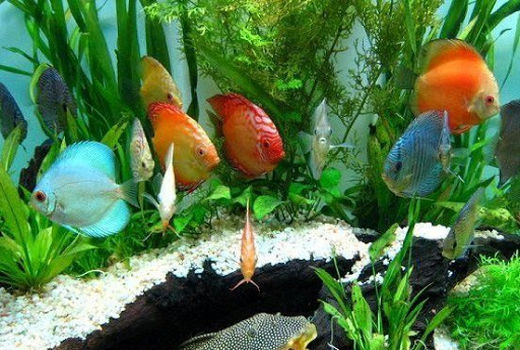 افتتاح مجتمع تکثیر و پرورش ماهیان زینتی در سپیدان 