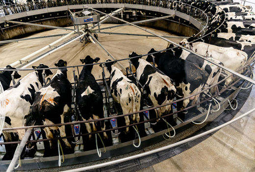 سایه سنگین واردات بر صنعت دامپروری/ تشکل‌ها می‌توانند گره‌گشا باشند