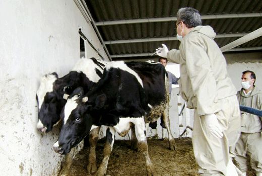 مشاهده بیماری تب برفکی در چهارمحال و بختیاری