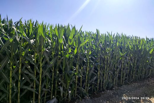 پیش‌بینی برداشت 180 هزار تن ذرت علوفه‌ای در کازرون