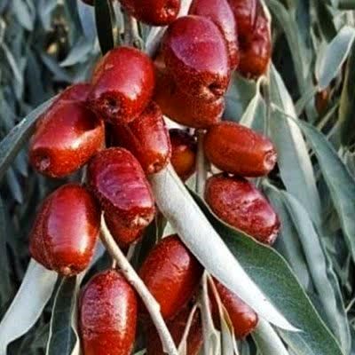 برداشت بیش از 40 تن سنجد از باغهای آذربایجان غربی