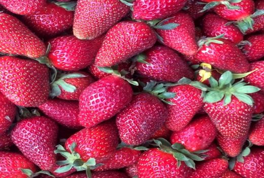 توت فرنگی فیروزآباد به بازار آمد 