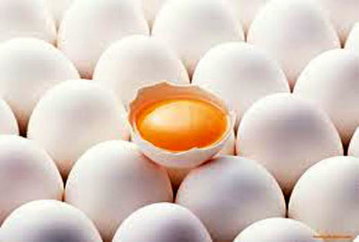 تولید 20 هزار تن تخم مرغ در مرغداری‌های استان قزوین 