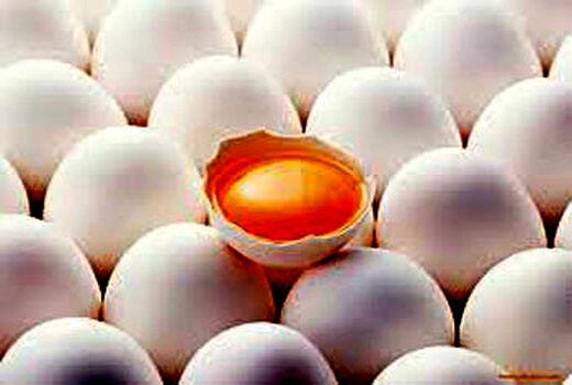 تولید 20 هزار تن تخم مرغ در مرغداری‌های استان قزوین 