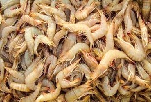 صادرات میگو به روسیه ۳.۵ برابر افزایش یافت
