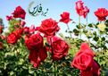 صادرات ۱.۶ میلیون شاخه گل رز از شیراز درسال 1404