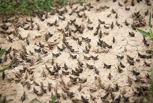 سم‌پاشی بیش از 680 هکتار از اراضی فارس علیه ملخ صحرایی