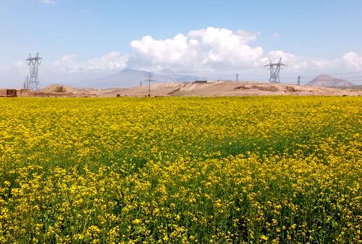 استفاده از روش آبیاری نوار تیپ در 5 هکتار از مزارع کلزای شهرستان جلفا