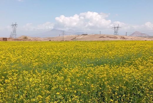 استفاده از روش آبیاری نوار تیپ در 5 هکتار از مزارع کلزای شهرستان جلفا