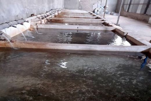 تولید تخم چشم زده از ماهی مولد در اقلید