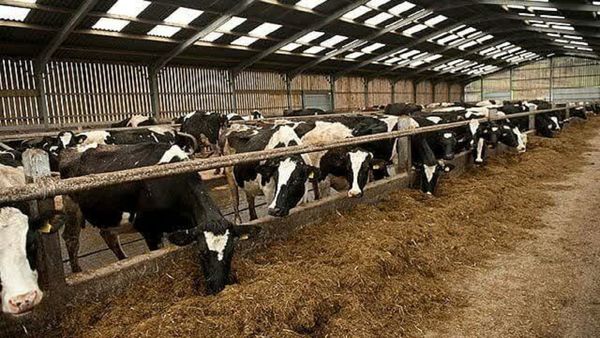 افزایش متقاضیان احداث واحد‌های پرورش گوسفند در شهرکرد