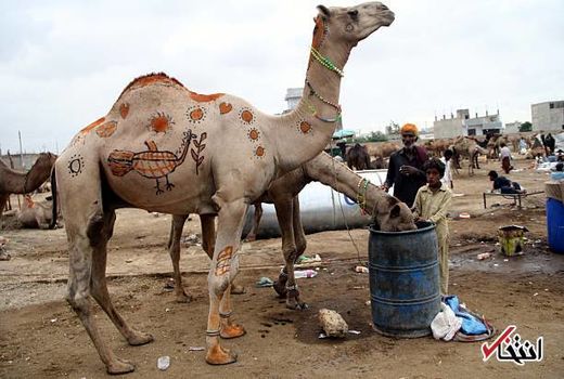 صدور مجوز واردات دائم شتر از پاکستان به خراسان جنوبی