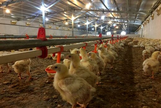 فعالیت هشت واحد مرغ تخمگذار با متوسط تولید سالیانه 6500 تن در شهرستان رفسنجان 