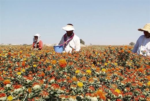 استان اصفهان سرآمد تولید گلرنگ در کشور 