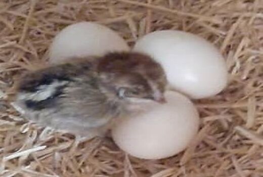 آرامش نسبی در بازار مرغ و تخم مرغ  استان کرمان