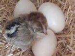 آرامش نسبی در بازار مرغ و تخم مرغ  استان کرمان