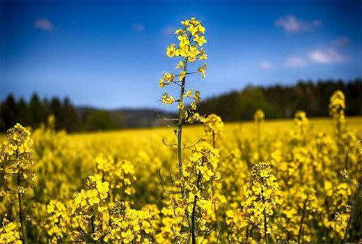 کشت کلزا در  یک هزار و ۶۵۰ هکتار از اراضی چهارمحال و بختیاری