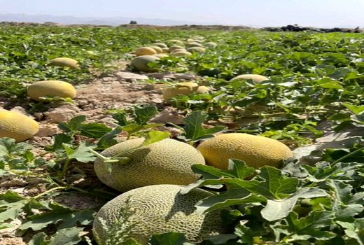 آغاز برداشت محصولات صیفی از مزارع خنج 