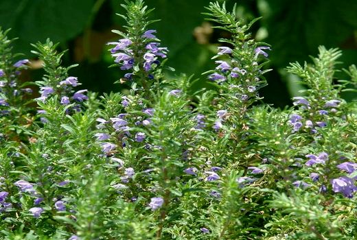 برداشت گیاه بادرشبو ازسطح ۳۰۰ هکتار از مزارع آذربایجان غربی 