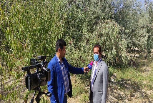 برداشت 1371 تن محصول سنجد از باغات استان آذربایجان شرقی