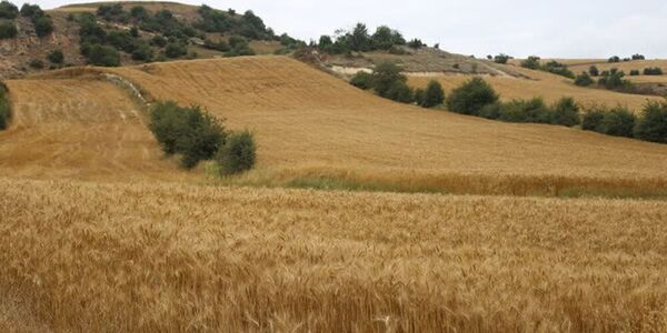 مشارکت ۴۵۰ هزار کشاورز در طرح جهش تولید در دیمزار‌ها