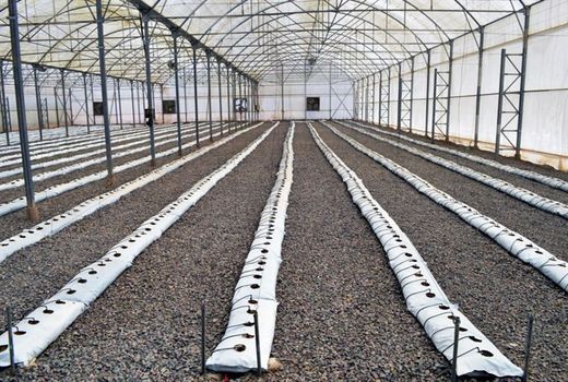 آغاز ساخت گلخانه ۱۰۰ هکتاری شیروان تا دو هفته آینده