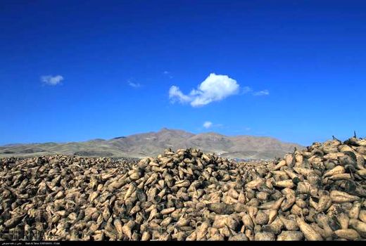 خرید 61 هزارتن چغندر قند از کشاورزان چهارمحال و بختیاری 