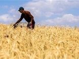بیمه کشاورزی، چتری حمایتی که کشاورزان باز نمی‌کنند