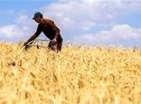 بیمه کشاورزی، چتری حمایتی که کشاورزان باز نمی‌کنند