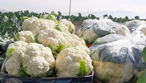 گل کلم فیروزآباد صادر می شود