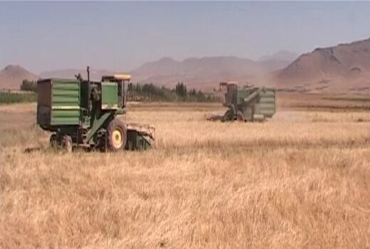 فصل برداشت خوشه‌های طلایی از گندم زارهای فریدونشهر