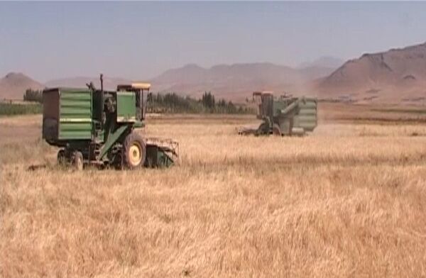 فصل برداشت خوشه‌های طلایی از گندم زارهای فریدونشهر