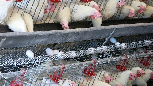 به‌کارگیری تدابیر ویژه برای تامین مرغ ایام عید مردم در استان مرکزی