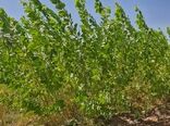 کاهش واردات چوب و افزایش سرانه فضای سبز با کشت صنوبر مقاوم به شوری و گرما در خوزستان
