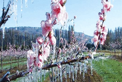 هشدار خطر سرمازدگی شکوفه‌های بادام چهارمحال و بختیاری