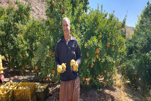 برداشت 22 هزار تن انار از باغ های مرودشت