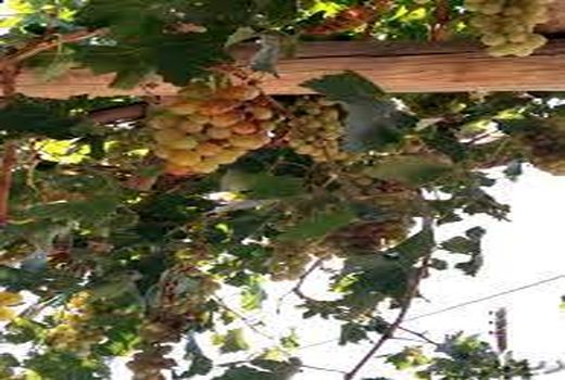 برداشت1600 تن  انگور در منطقه گلباف شهرستان کرمان