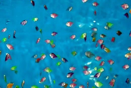 کاشان بزرگترین تولید کننده ماهیان زینتی کشور