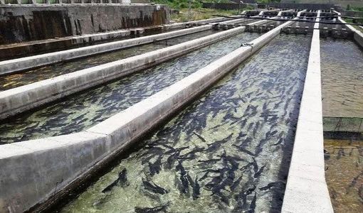 صدور و تمدید ۱۳ مجوز پرورش آبزیان در استان قزوین / توسعه شیلات با تمرکز بر تولید داخلی