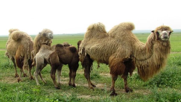 شتر دوکوهانه، کلید بهره‌وری تولید گوشت شتر