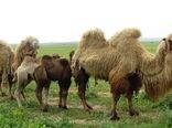 شتر دوکوهانه، کلید بهره‌وری تولید گوشت شتر