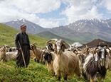 همکاری فائو و وزارت جهاد کشاورزی برای حفاظت از نژادهای بومی دام و توانمندسازی جوامع محلی